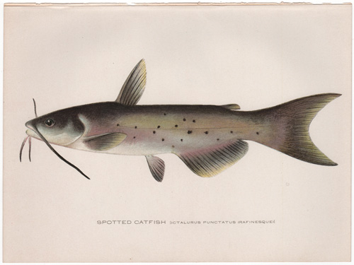 SPOTTED CATFISH